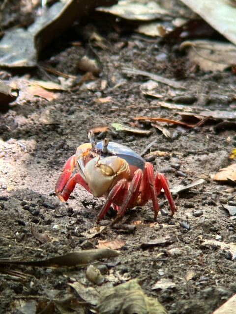 A close-up of a crab on a muddy ground.