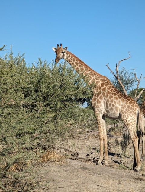 Giraffe feeding on leaves in a safari.