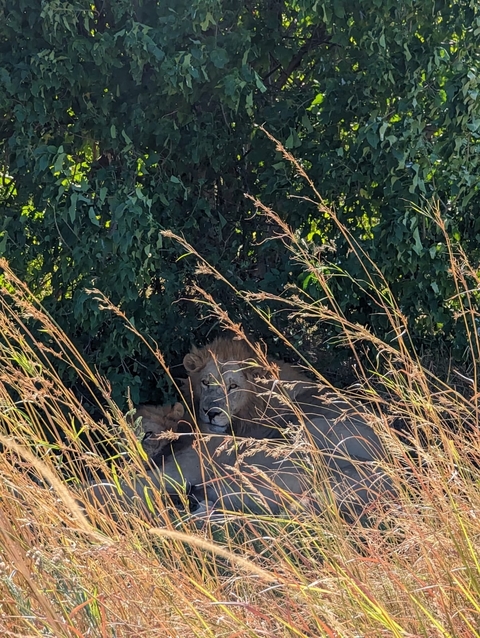 Lion resting under a bush in the wild.
