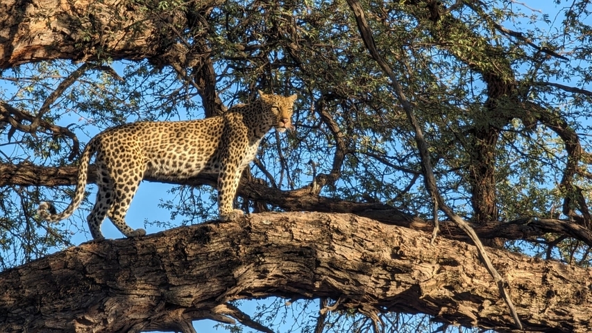 Leopard perched on a tree in the savannah.
