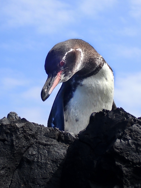       Close-up of a Galapagos penguin standing on rocks.
  