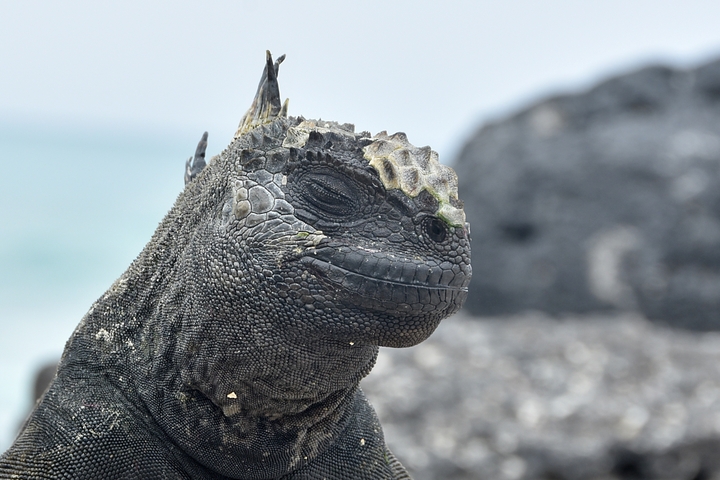       Close-up of marine iguana resting on rocky surface.
  
