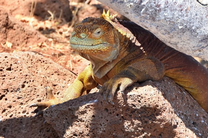       Land iguana basking on rocks in the sun.
  