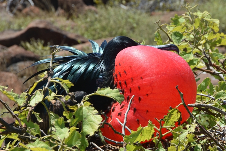      Frigatebird sitting on a nest with a red inflated throat.
  