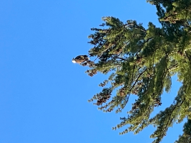 A bird perched on the top of a tree against a clear blue sky.