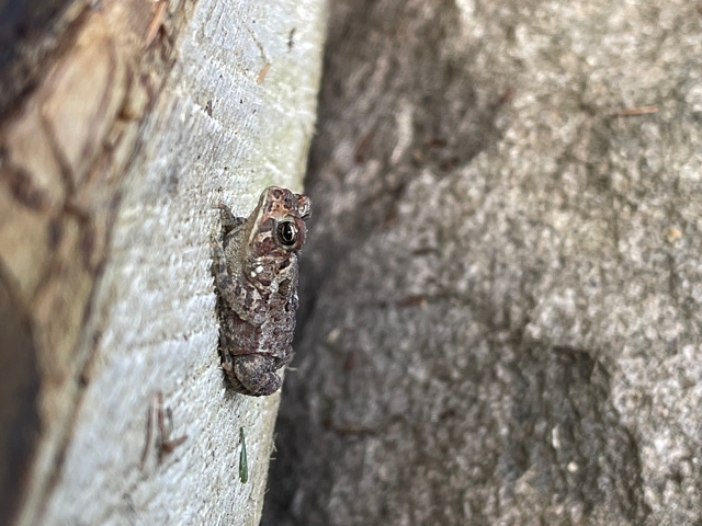       A close-up of a small frog on a tree trunk.
  