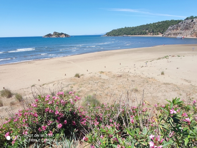 Beach with flowers in the foreground and calm waves.