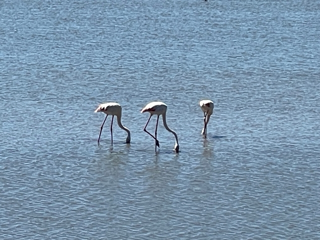      Three flamingos wading in shallow water.
  