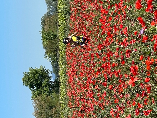 A person photographing a field of red flowers.