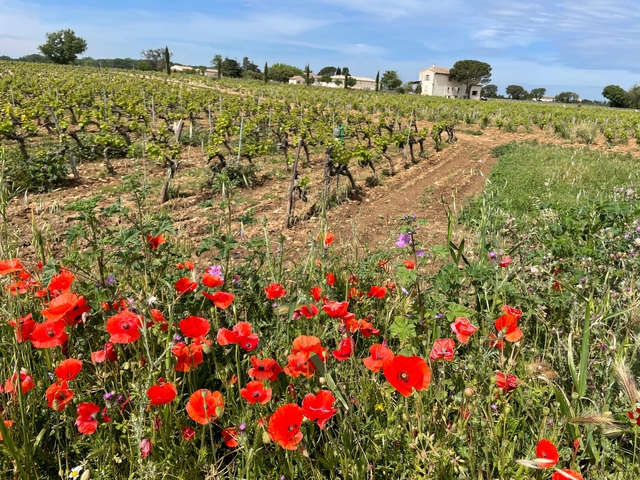       Vineyard with red poppies in the foreground.
  