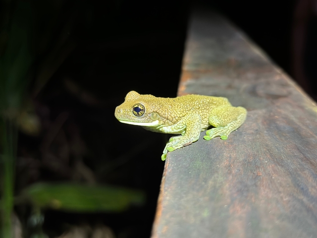       Close-up of a frog on a wooden surface at night.
  