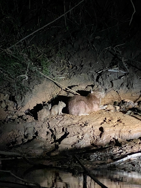       Capybara family in a nighttime setting near mud.
  