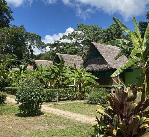       Thatched-roof lodges surrounded by tropical plants and trees.
  