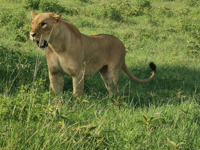 A lion standing in the savanna, looking alert.