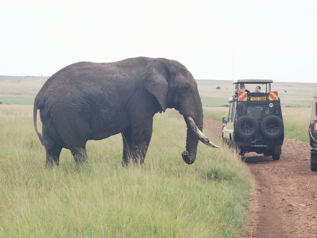 An elephant walking past safari vehicles in the grasslands.