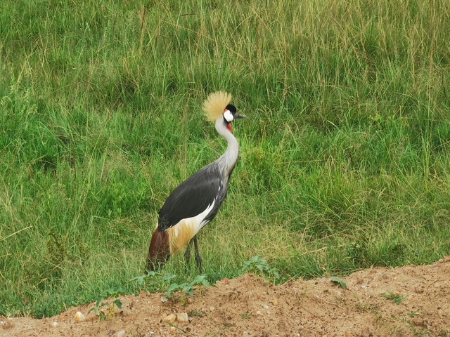 A crowned crane standing in a grassy field.