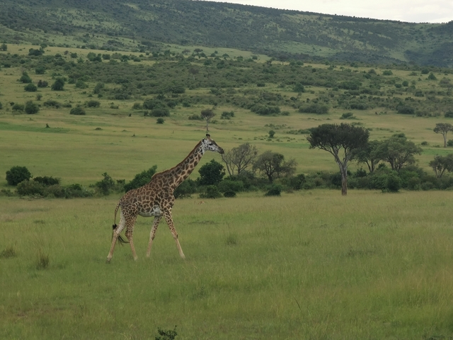 A giraffe strolling in the open savanna.