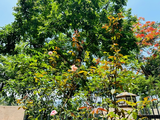       Dense greenery with scattered flowers.
  