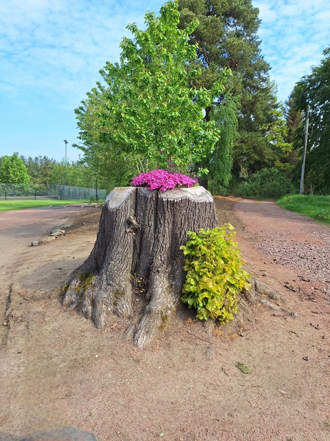       Tree stump with flowers and greenery around it.
  
