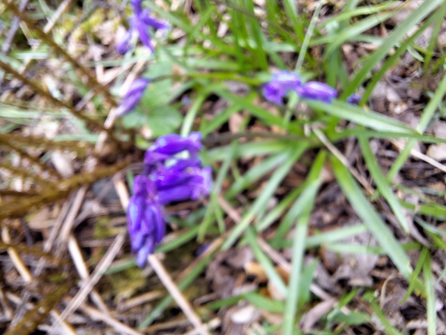 Blurry image of purple flowers in greenery.