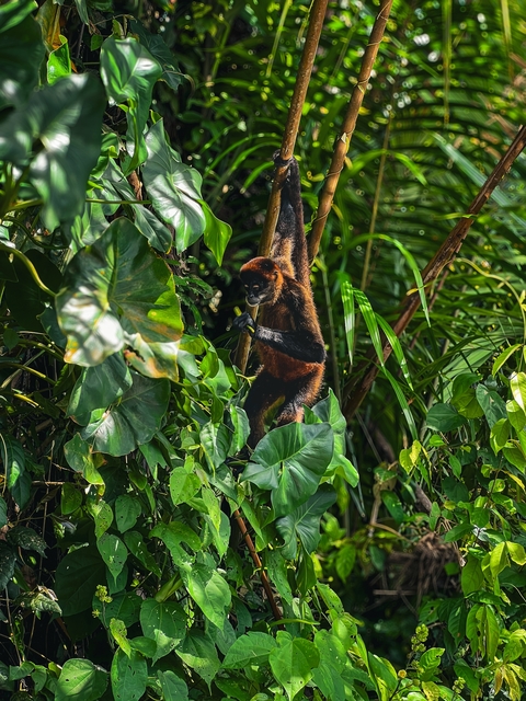       Monkey in a lush tropical forest.
  