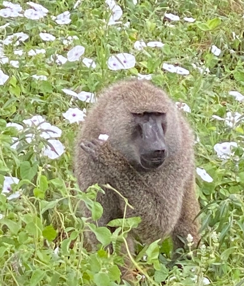       Close-up of a baboon sitting in a field of flowers.
  