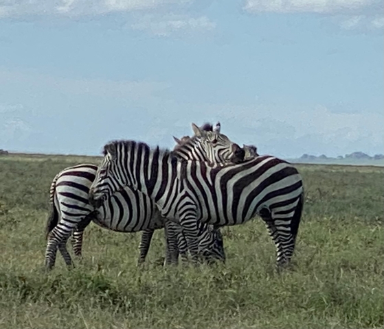       Zebras nuzzling each other in a grassy field.
  