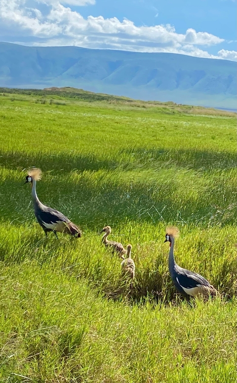       Cranes with chicks in a grassy field.
  