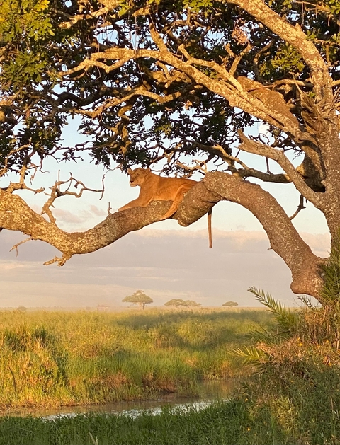       Lioness resting on a tree branch with a scenic background.
  