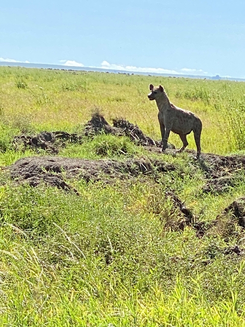       Hyena standing in a grassy landscape.
  