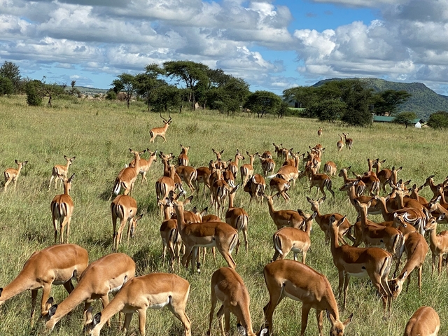       Large herd of impalas in a field with trees and mountains in the background.
  