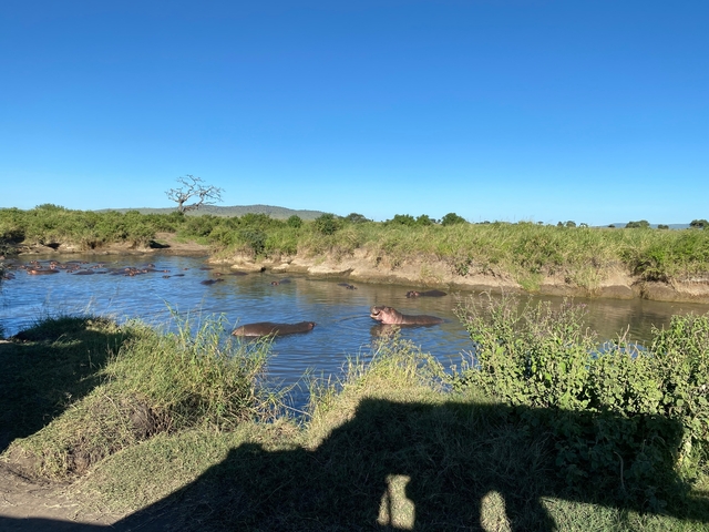       Several hippos swimming in a waterbody with grassy banks.
  