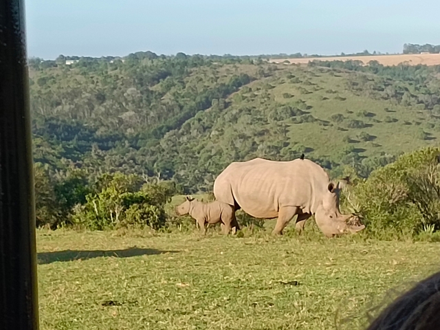 Rhino with a calf in a hilly landscape.