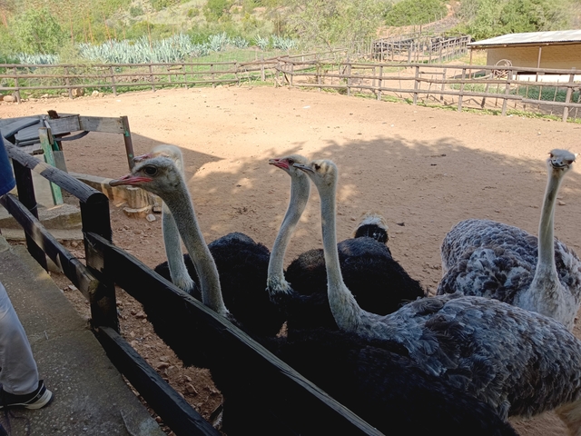 Group of ostriches in an enclosed area.
