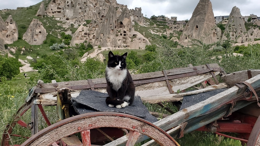 Cat sitting on a cart with cave dwellings in the background.