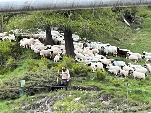 Herder with a flock of sheep in a hilly landscape.