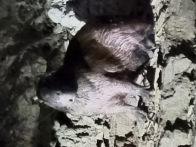       Blurry image of animals in a cave.
  