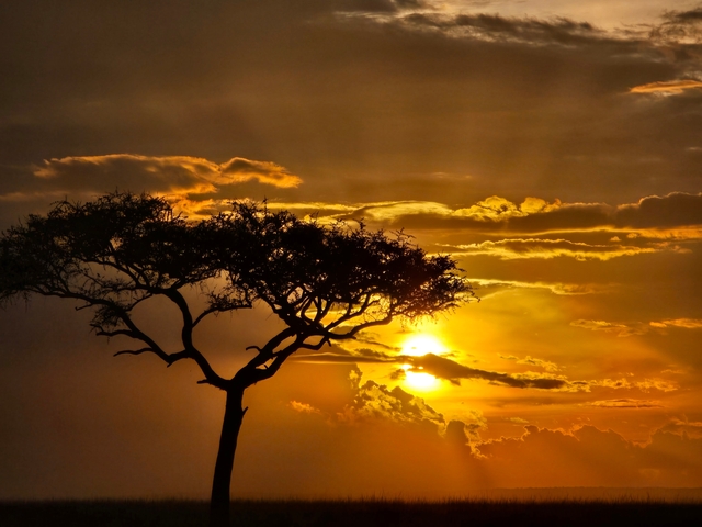      Silhouette of a tree against a colorful sunset.
  