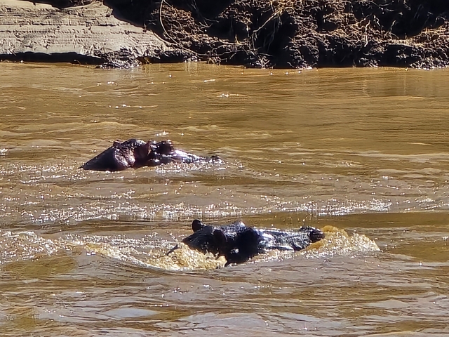       Hippos partially submerged in muddy water.
  