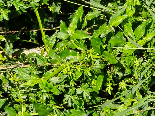      Green snake resting on lush foliage.
  
