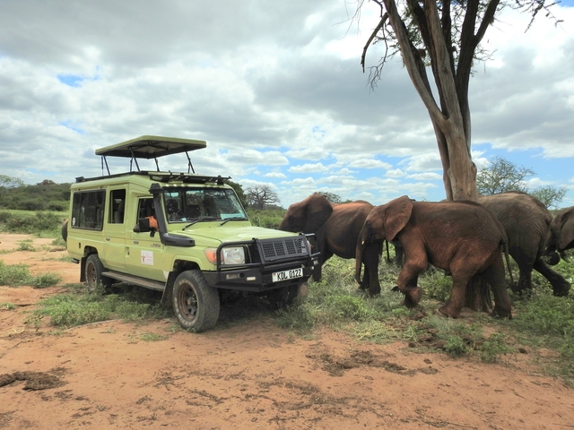       Safari vehicle alongside a group of elephants.
  