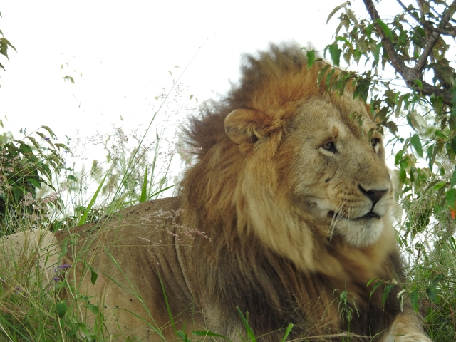       Lion resting among bushes.
  