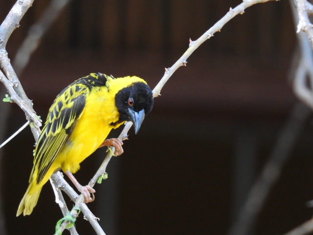       Colorful bird on a branch.
  