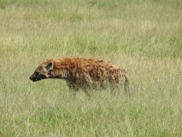       A hyena standing in tall grass.
  