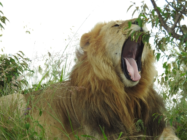       Lion yawning in a grass field.
  