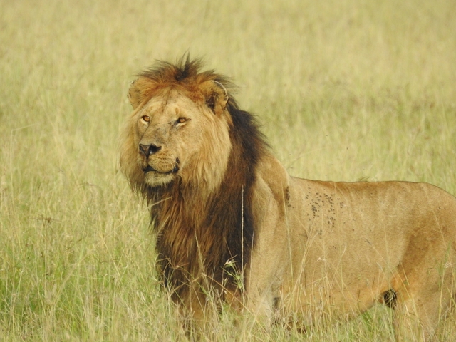       Lion standing in a field looking forward.
  