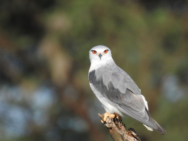       Bird with a sharp gaze perched on a branch.
  