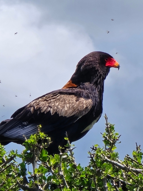       Bird with distinctive beak among leaves.
  