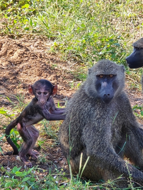       Mother and baby baboon sitting on the ground.
  