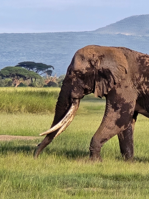       Elephant walking through a grassy landscape.
  